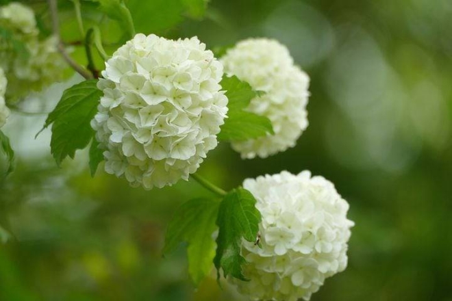 Kalina koralowa ROSEUM