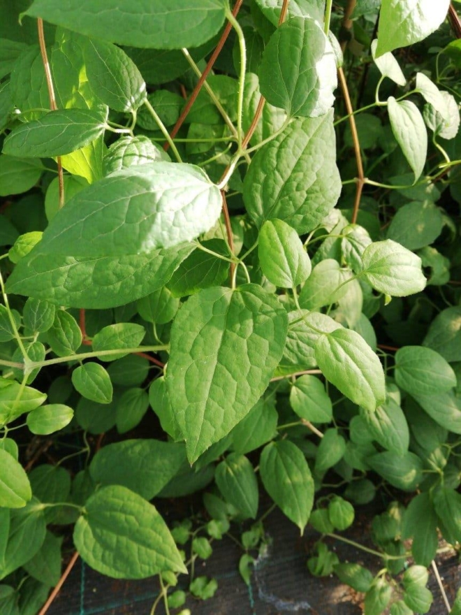 Rdest Auberta 20-30cm c2,5 (Fallopia aubertii)