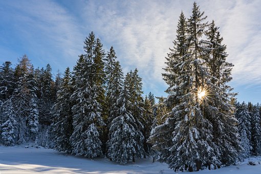 Sosna czarna 'austriacka' (Pinus nigra austriaca)