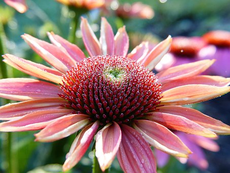 Jeżówka purpurowa Green Twister - Echinacea
