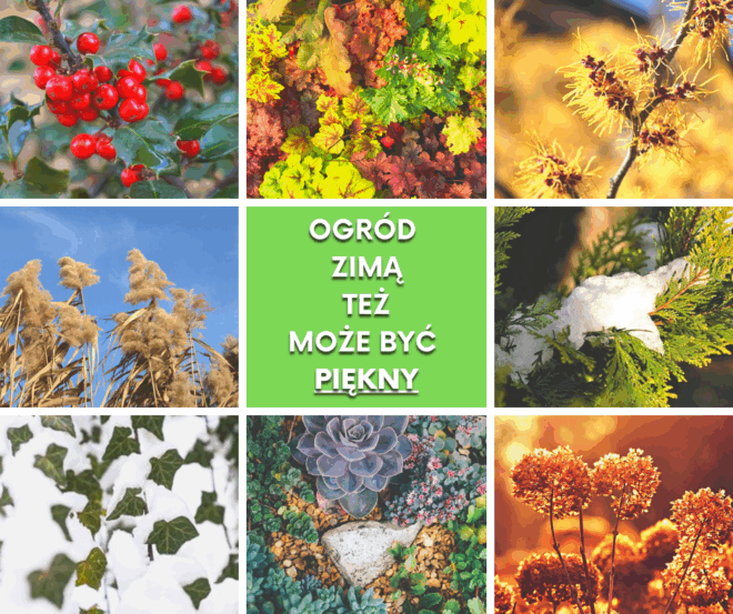 Ogród zimą