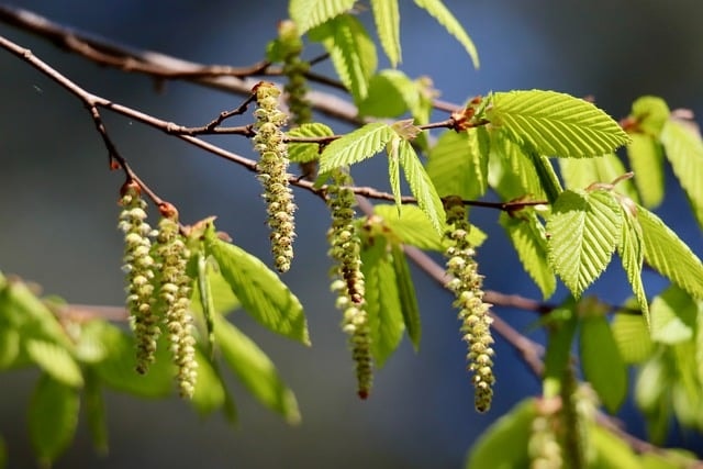 hornbeam, leaves, carpinus betulus, inflorescence, horn tree, spring, green leaves, young leaves, leaf structure, nature, sprouted, kitten, flowering branch