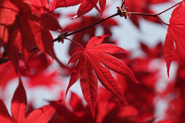 red maple leaves, maple leaves, red leaves, leaves, foliage, nature, botany, maple tree, nature, nature, nature, nature, nature