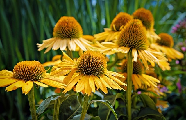 coneflower, flower wallpaper, flower, plant, beautiful flowers, yellow flower, petals, bloom, blossom, garden, flower background, nature, closeup