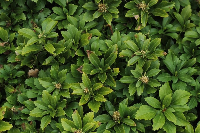 japanese pachysandra, japanese spurge, garden, spring, plants, ornamental plants, nature, background, japanese pachysandra, japanese pachysandra, japanese pachysandra, japanese spurge, japanese spurge, japanese spurge, japanese spurge, japanese spurge