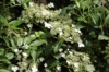 Hortensja pnąca (Hydrangea petiolaris) - PNĄCA I KWITNĄCA Hydrangea petiolaris c2 3