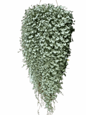 Dichondra - zielony wodospad Dichondra - zielony wodospad 1