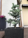Świerk srebrny szczepiony na pniu Świerk srebrny szczepiony na pniu 7