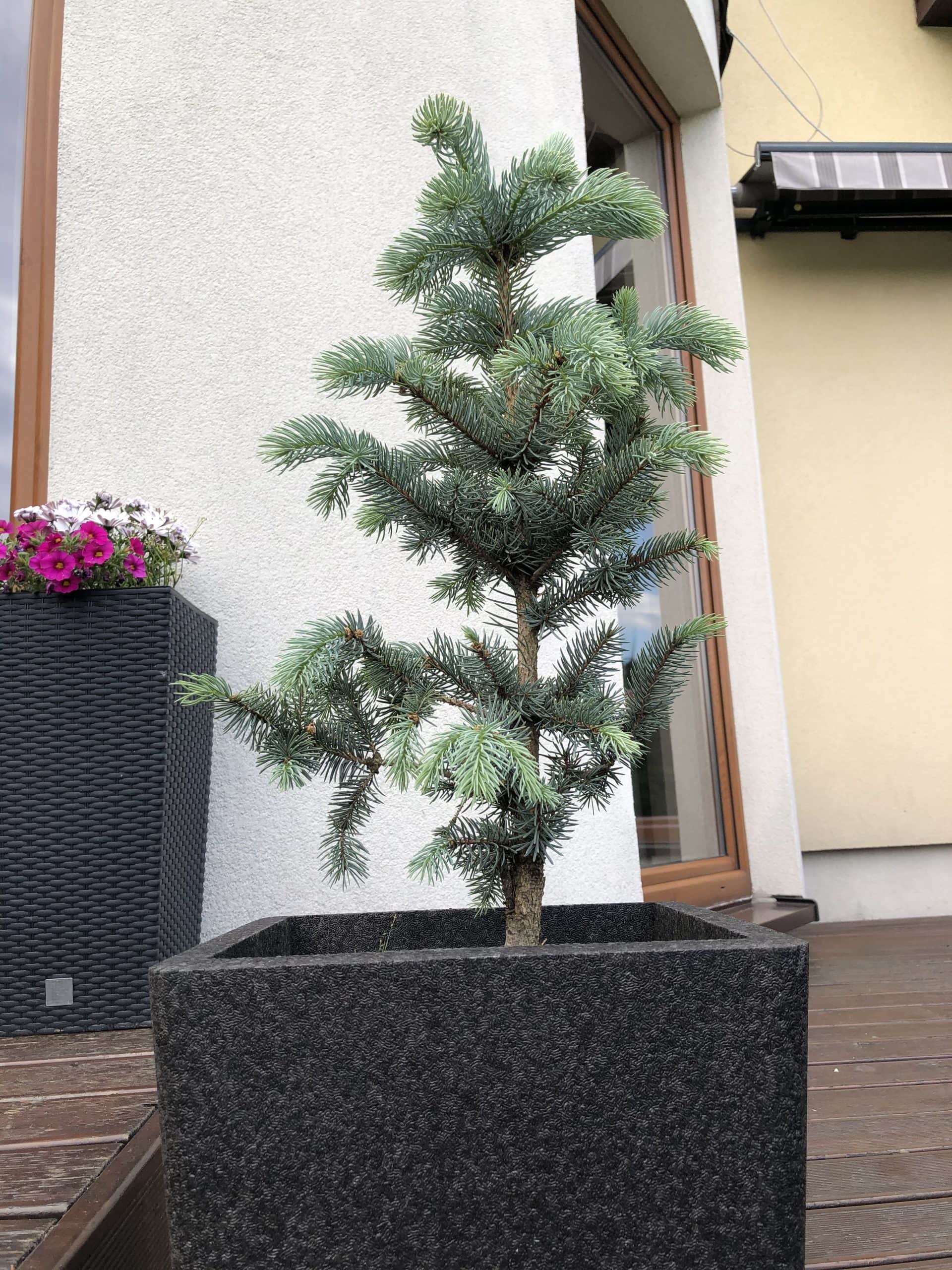 Świerk srebrny szczepiony na pniu Świerk srebrny szczepiony na pniu 7