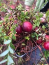 Żurawina wielkoowocowa Ben Lear - IDEALNA NA POCZATEK Vaccinium macrocarpon ' Ben Lear' 2