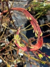 Wierzba Smocza Sekka - Jedyna w swoim rodzaju roślina Salix udensis 'Sekka' 1