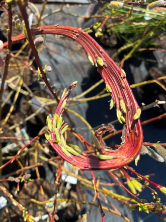 Wierzba Smocza Sekka - Jedyna w swoim rodzaju roślina Salix udensis 'Sekka' 1