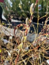 Wierzba Smocza Sekka - Jedyna w swoim rodzaju roślina Salix udensis 'Sekka' 3