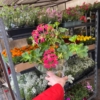 Pelargonia zwisająca - różowo fioletowa Pelargonia zwisająca - różowo fioletowa 5