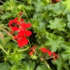 Pelargonia zwisająca - czerwona Pelargonia zwisająca - czerwona 3