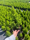 Świerk biały Conica - zielony stożek, łatwy w uprawie Picea glauca "Conica" 4