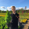 Świerk biały Conica - zielony stożek, łatwy w uprawie Picea glauca "Conica" 2