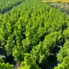 Świerk biały Conica - zielony stożek, łatwy w uprawie Picea glauca "Conica" 3