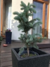 Świerk srebrny szczepiony na pniu Świerk srebrny szczepiony na pniu 5