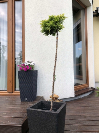 Jałowiec pospolity Goldschatz Juniperus communis Goldschatz 1