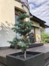 Świerk srebrny szczepiony na pniu Świerk srebrny szczepiony na pniu 1