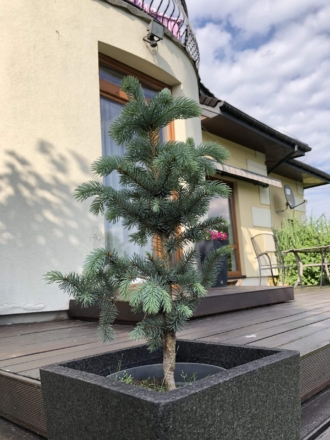 Świerk srebrny szczepiony na pniu Świerk srebrny szczepiony na pniu 1