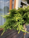 Jałowiec pospolity Goldschatz Juniperus communis Goldschatz 3