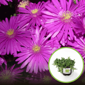 Słonecznica STARBURST - Delosperma Fioletowa Delosperma 'STARBURST ' 1