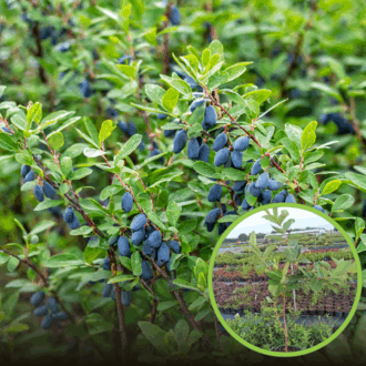 Jagoda kamczacka Jugana duża 4-letnia Lonicera caerulea L. var. kamtschatica 'JUGANA ' 4L 1