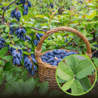 Jagoda kamczacka Atut duże 4-letnie sadzonki Lonicera caerulea L. var. kamtschatica 'Atut' 4L 1