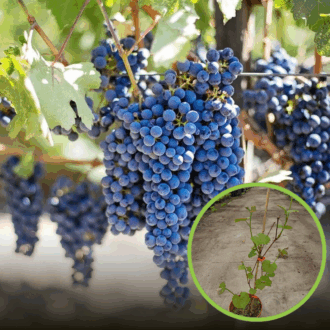Winogron winorośl Muscat Bleu - GRANATOWA ODPORNA NA CHOROBY Vitis vinifera 'Muscat Bleu' 1