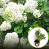 Hortensja Bukietowa LEVANA - gwieździste kwiaty Hydrangea paniculata 'Levana' 1