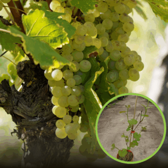 Winogron winorośl Iza Zaliwska żółta - TRUSKAWKOWY AROMAT Vitis vinifera 'Iza Zaliwska' 1