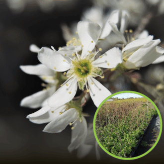 Świdośliwa Kanadyjska Martin - Sadzonka P9 Amelanchier Martin P9 1
