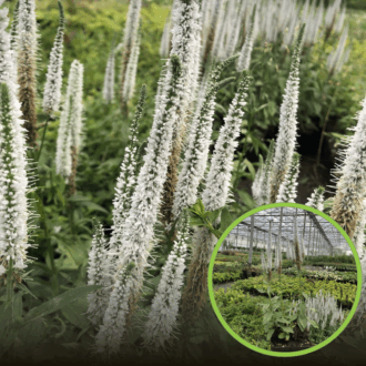 Przetacznik Snow Candles (Veronica Spicata) - Biała odmiana Veronica officinalis ;Snow Candles' 1