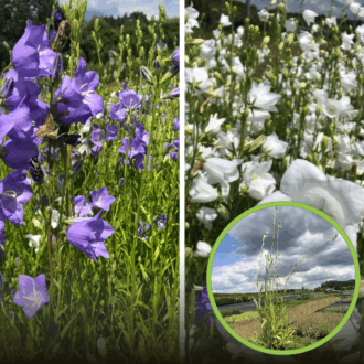 Dzwonek brzoskwiniolistny Zestaw - niebieski i biały Campanula grandiflora zestaw 1