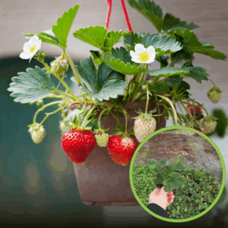 TRUSKAWKA WISZĄCA Tristan Cherry- CZERWONE DUŻE OWOCE Fragaria 'Tristan cherry' 1