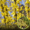 Forsycja MINIGOLD - idealna na żywopłot Forsythia × intermedia 'Minigold' 1