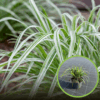 Turzyca ICE DANCE - piękna i kompaktowa Carex japonica 'Ice dance' 1