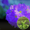 Pierwiosnek ząbkowy Blue Selection - Niebieski Primula denticulata 'Blue selection' 1