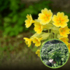Pierwiosnek ząbkowy Cabrillo Yellow - żółte kwiaty Primula denticulata 'Callibro Yellow' 1