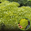 Karmnik ościsty LIME MOSS - ZŁOTY dywan Sagina subulata 'Lime moss' 1