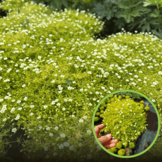 Karmnik ościsty LIME MOSS - ZŁOTY dywan Sagina subulata 'Lime moss' 1