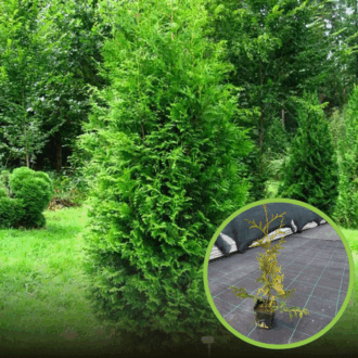 Tuja zachodnia Brabant -idealny na żywopłot P9 Thuja occidentalis 'Brabant' P9 1