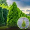Tuja zachodnia Smaragd - sadzonka P9 idealna na żywopłot Thuja occidentalis 'Szmaragd ' P9 1
