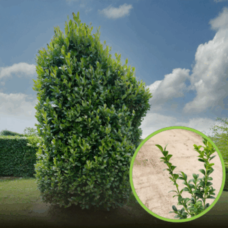 Bukszpan wieczniezielony - zielony żywopłot P9 Buxus sempervirens P9 1