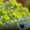 Wilczomlecz Mirtowaty - Kosmiczna roślina Euphorbia myrsinites 1