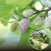 Morwa biała Milanówek (Morus alba) - Zdrowe i smaczne owoce Morus alba 'Milanowek' 1