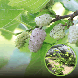 Morwa biała Milanówek (Morus alba) - Zdrowe i smaczne owoce Morus alba 'Milanowek' 1