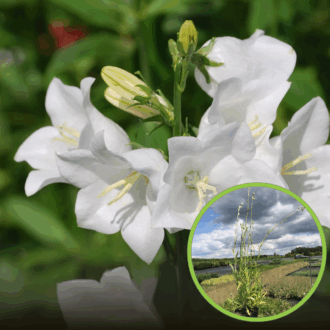 Dzwonek Karpacki Avida White - białe dzwonki Campanula carpatica 'Avida white' 1